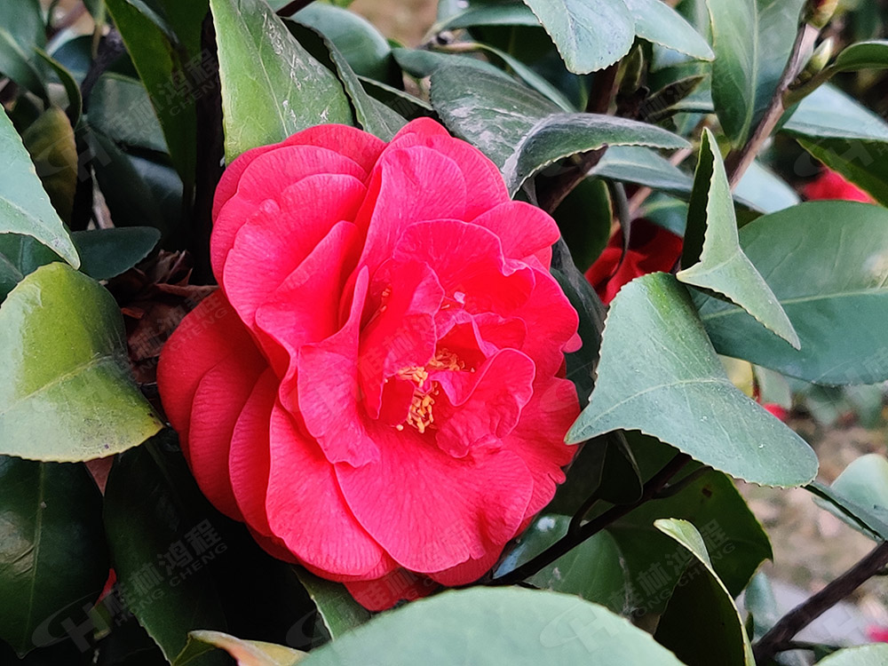 桂林鸿程花团锦簇，满园春色，邀您一起共赏春景，共商大计！