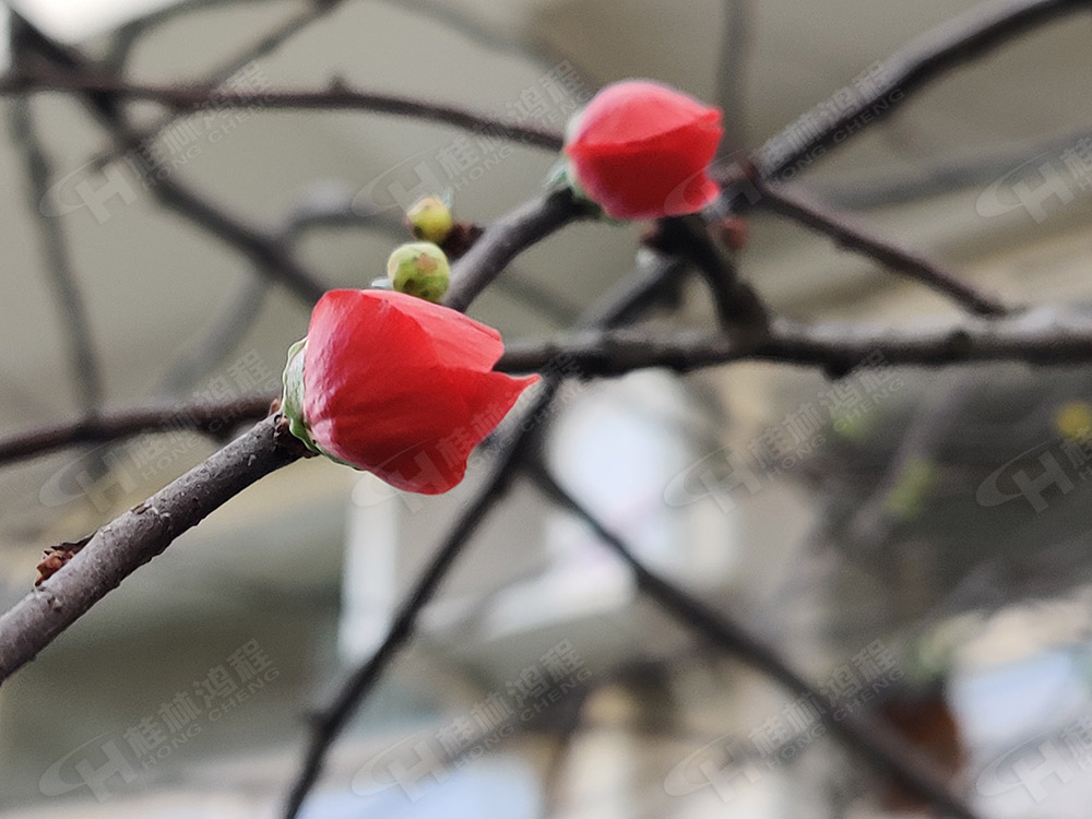桂林鸿程花团锦簇，满园春色，邀您一起共赏春景，共商大计！